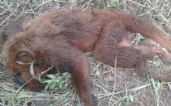 Febre amarela mata todas famílias de macaco bugio